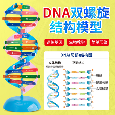 33307 DNA双螺旋结构模型组件 DIY制作 生物实验器材 教学仪器