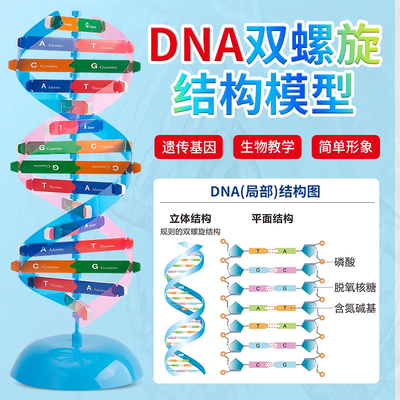 DNA双螺旋结构模型中小学科技小制作科普diy生物基因科学实验器材